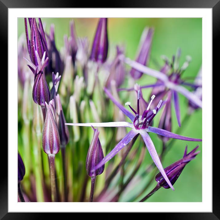 Purple Allium Framed Mounted Print by Stephen Mole