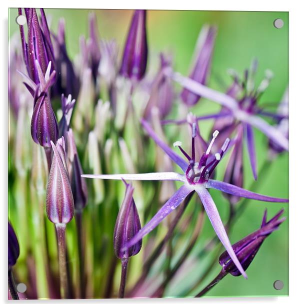 Purple Allium Acrylic by Stephen Mole