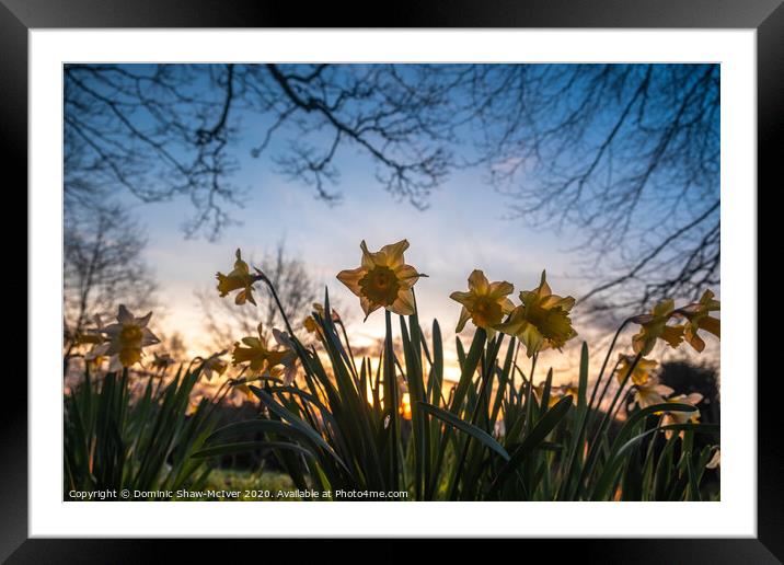 Daffs at dawn Framed Mounted Print by Dominic Shaw-McIver