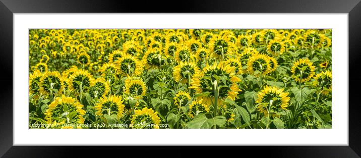 Sunflowers Looking Away Framed Mounted Print by Darryl Brooks