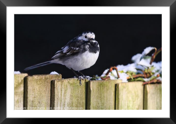 Pied Wagtail in the winter snow Framed Mounted Print by Simon Marlow