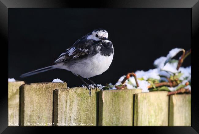 Pied Wagtail in the winter snow Framed Print by Simon Marlow