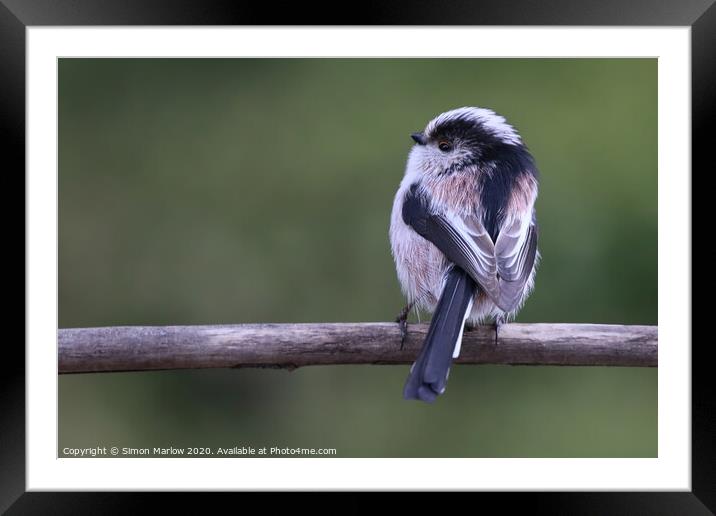 Long Tailed Tit sat on a branch Framed Mounted Print by Simon Marlow