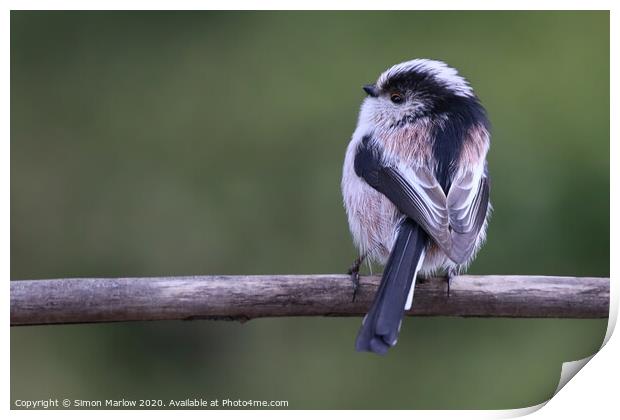 Long Tailed Tit sat on a branch Print by Simon Marlow