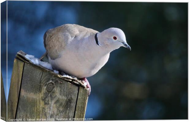Serene Collared Dove on a Bird Box Canvas Print by Simon Marlow