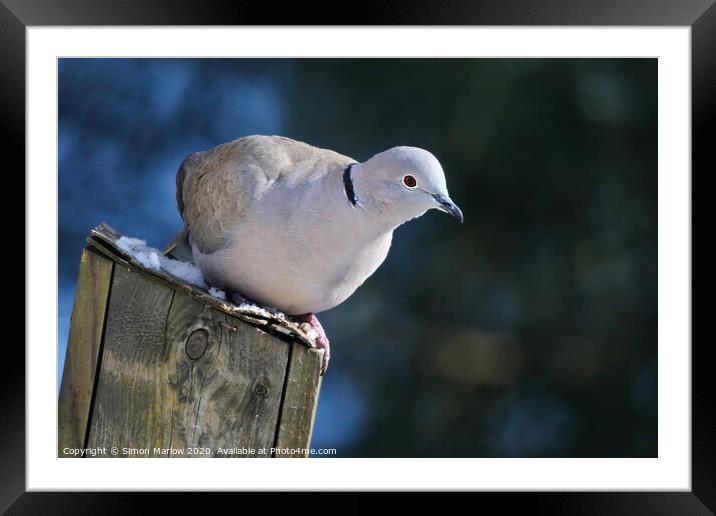 Serene Collared Dove on a Bird Box Framed Mounted Print by Simon Marlow