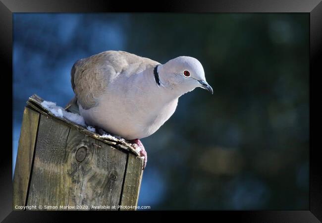 Serene Collared Dove on a Bird Box Framed Print by Simon Marlow