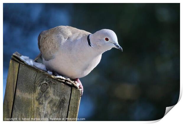 Serene Collared Dove on a Bird Box Print by Simon Marlow