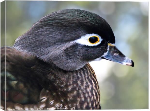 Close up of a Wood Duck Canvas Print by Simon Marlow