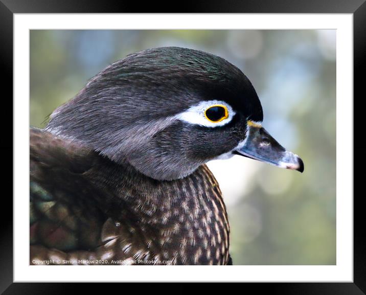 Close up of a Wood Duck Framed Mounted Print by Simon Marlow