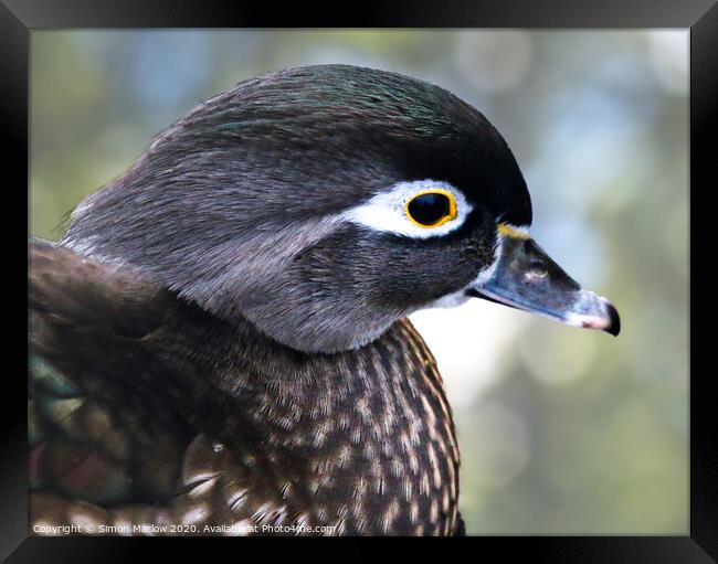 Close up of a Wood Duck Framed Print by Simon Marlow