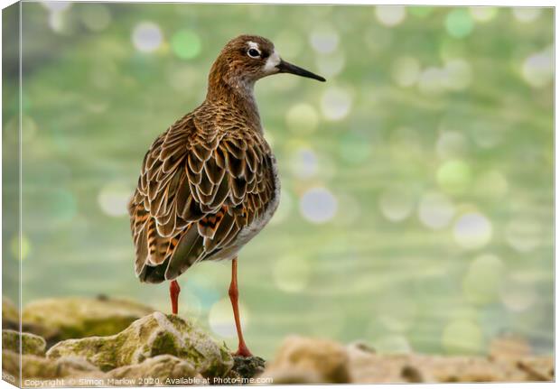 Ruff at WWT Martin Mere Canvas Print by Simon Marlow
