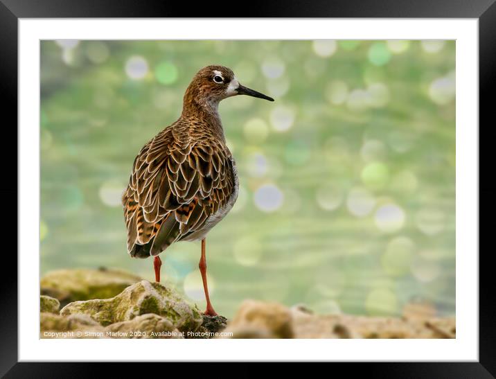 Ruff at WWT Martin Mere Framed Mounted Print by Simon Marlow