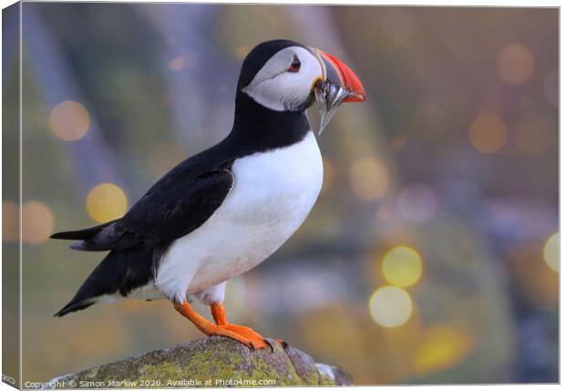 The Joyful Return of the Puffin Canvas Print by Simon Marlow