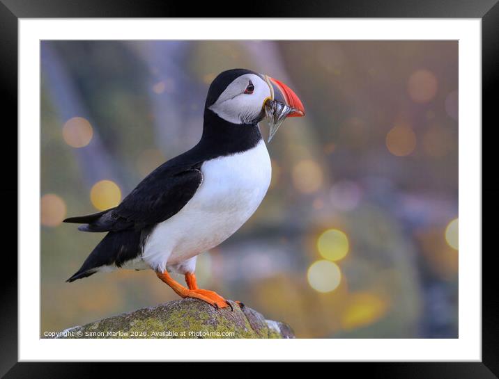 The Joyful Return of the Puffin Framed Mounted Print by Simon Marlow