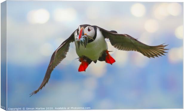 Atlantic Puffin in flight returning from the sea Canvas Print by Simon Marlow