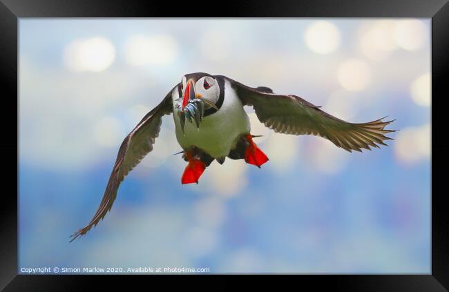 Atlantic Puffin in flight returning from the sea Framed Print by Simon Marlow