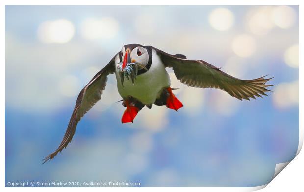 Atlantic Puffin in flight returning from the sea Print by Simon Marlow