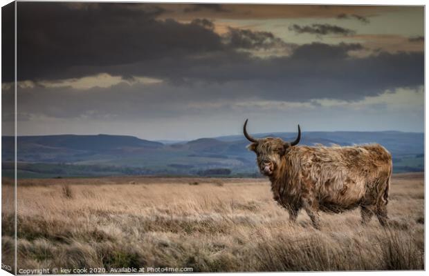 Autumnal coo Canvas Print by kevin cook