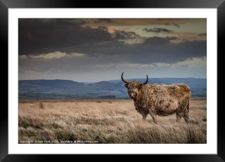 Autumnal coo Framed Mounted Print by kevin cook