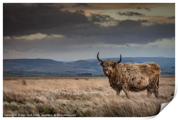 Autumnal coo Print by kevin cook