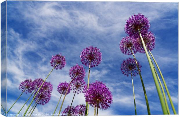 Alium flowers Canvas Print by Colin Woods