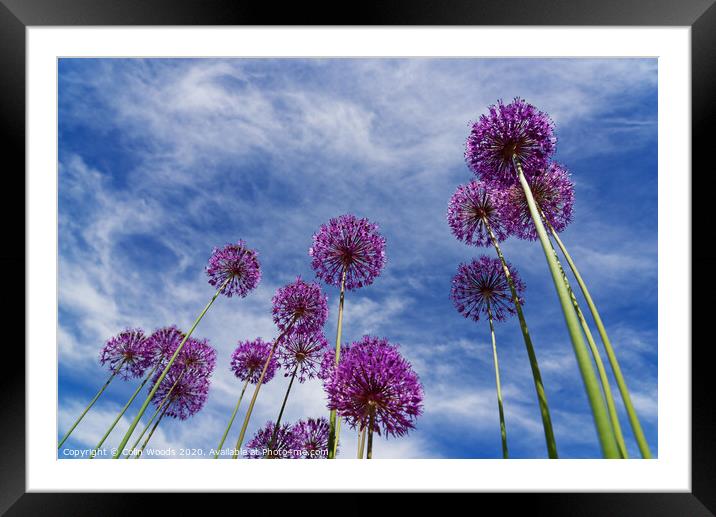Alium flowers Framed Mounted Print by Colin Woods