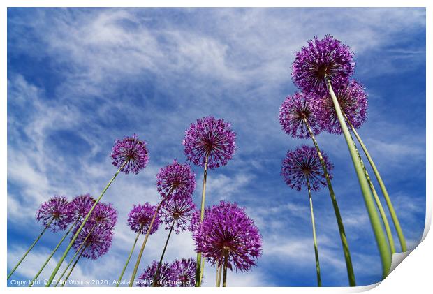 Alium flowers Print by Colin Woods