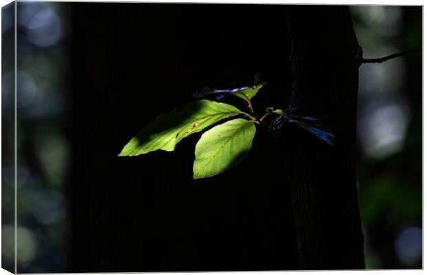 Close up of green beech leaves Canvas Print by Arpad Radoczy