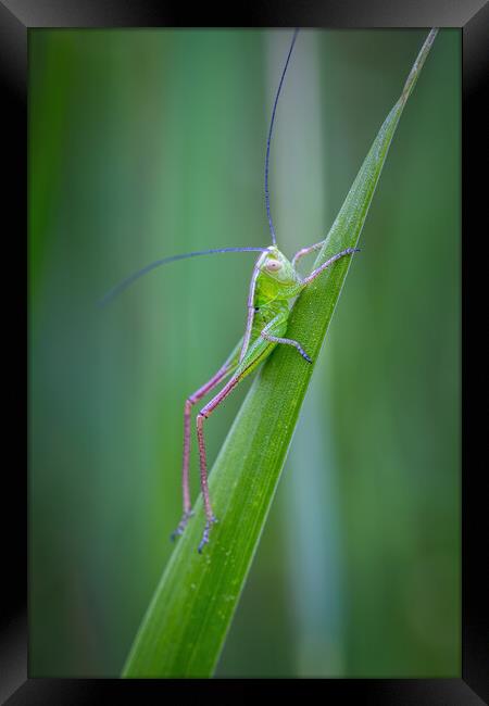 Small green grasshopper on the grass Framed Print by Arpad Radoczy
