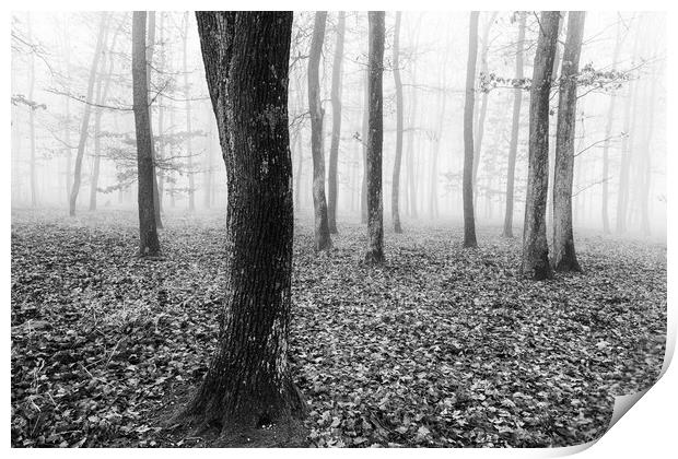 Oak forest in autumn time Print by Arpad Radoczy
