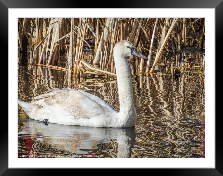A Young Swan Framed Mounted Print by Jane Metters