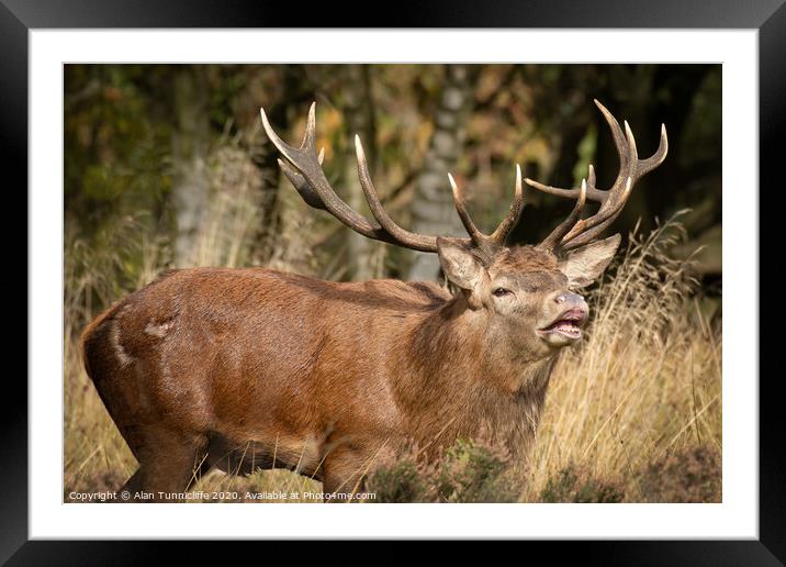 A red deer stag standing in the grass Framed Mounted Print by Alan Tunnicliffe