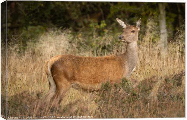 red deer doe Canvas Print by Alan Tunnicliffe