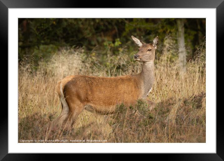red deer doe Framed Mounted Print by Alan Tunnicliffe