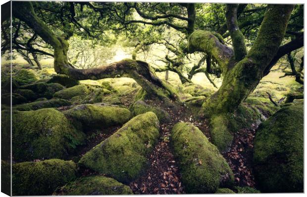 Wistmans Wood Canvas Print by Chris Frost
