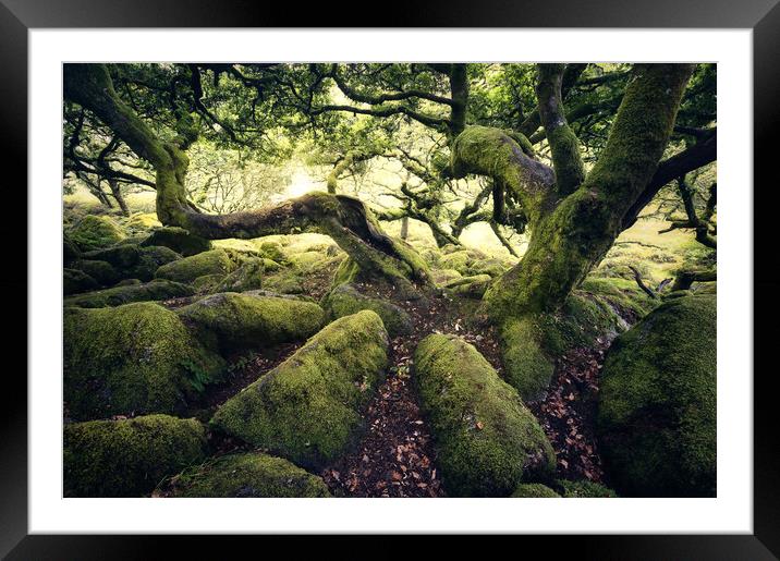 Wistmans Wood Framed Mounted Print by Chris Frost