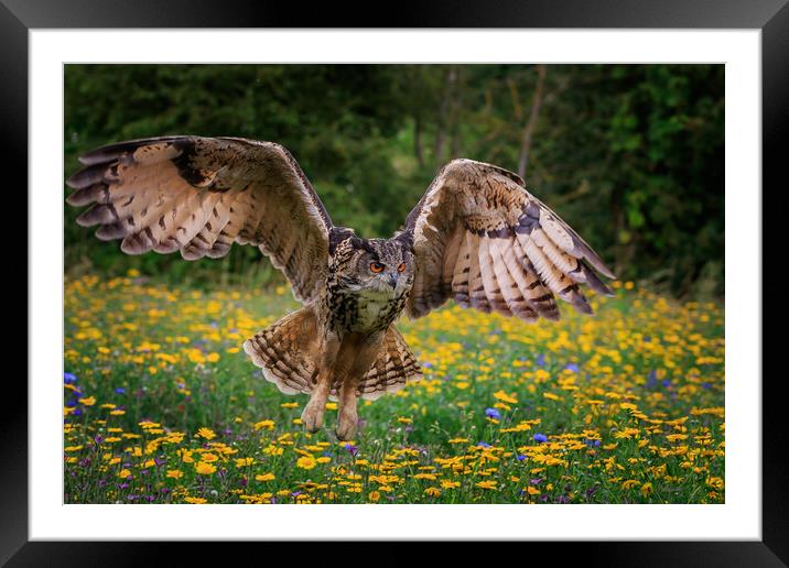 Eagle owl Framed Mounted Print by chris smith
