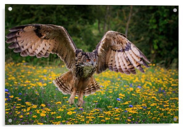 Eagle owl Acrylic by chris smith