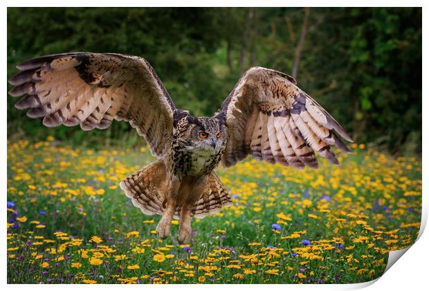 Eagle owl Print by chris smith