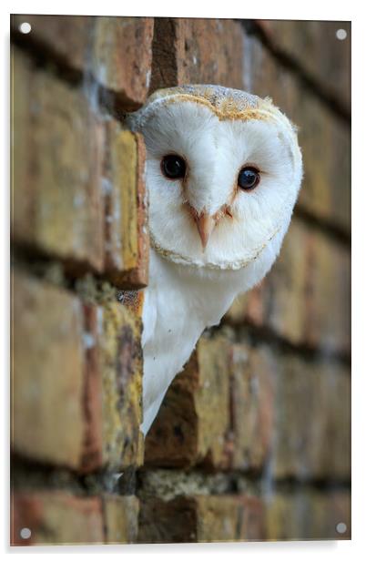 Barn Owl (tyto alba) Acrylic by chris smith