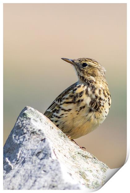 Meadow Pipit  Print by chris smith