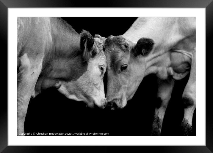 Cows head to head Framed Mounted Print by Christian Bridgwater