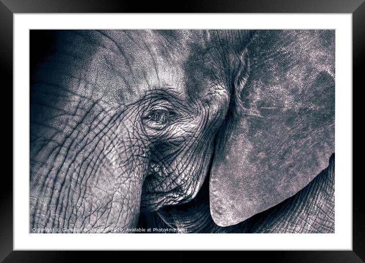 Elephant close-up Framed Mounted Print by Christian Bridgwater