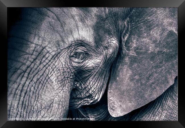 Elephant close-up Framed Print by Christian Bridgwater