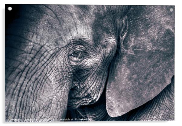 Elephant close-up Acrylic by Christian Bridgwater