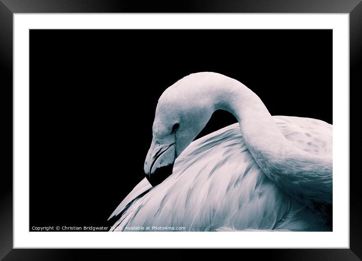 Flamingo 1 Framed Mounted Print by Christian Bridgwater