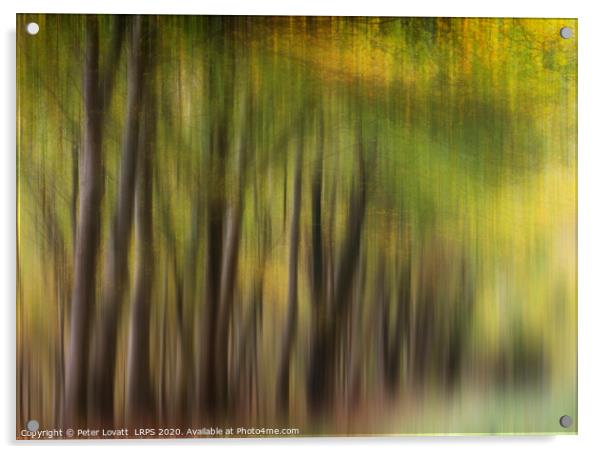 Autumn Trees Acrylic by Peter Lovatt  LRPS
