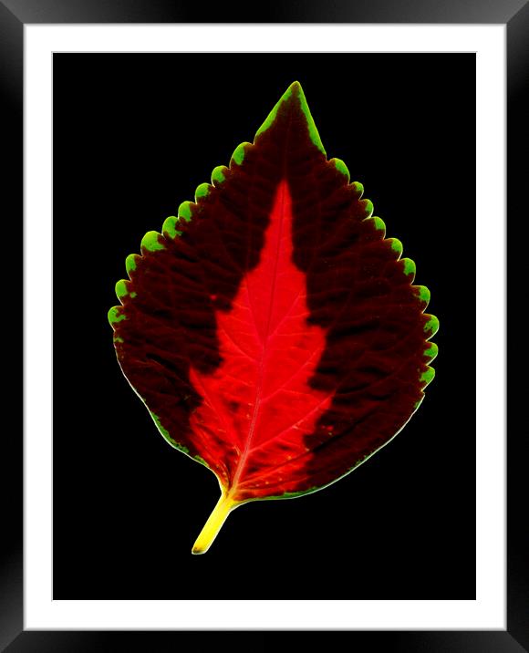Leaf. Framed Mounted Print by Mikhail Pogosov