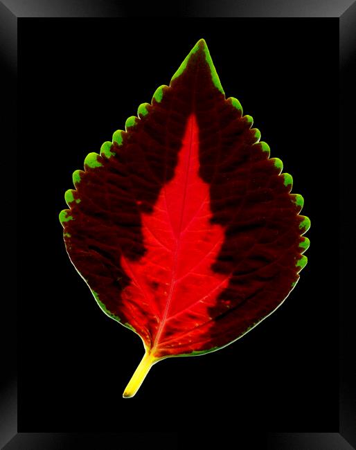 Leaf. Framed Print by Mikhail Pogosov